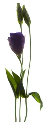 Lisianthus Duo (digitalt fotogram, digitalt originaltrykk)